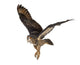 Eurasian Eagle-owl Taking Off Wall Decal