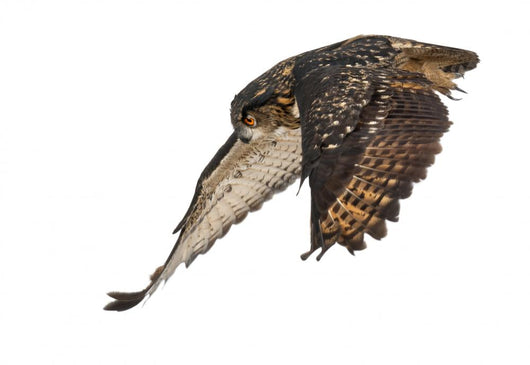 Eurasian Eagle-owl Wings Down Wall Decal