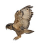 Flying Eurasian Eagle-owl Left Side Wall Decal