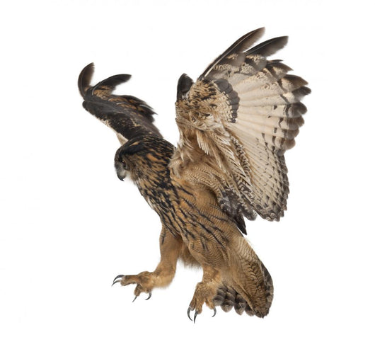 Eurasian Eagle-owl Flying Down Wall Decal