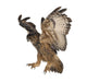 Eurasian Eagle-owl Flying Down Wall Decal
