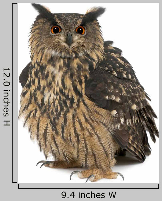 Fluffed Eurasian Eagle-owl Wall Decal