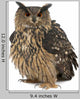 Fluffed Eurasian Eagle-owl Wall Decal