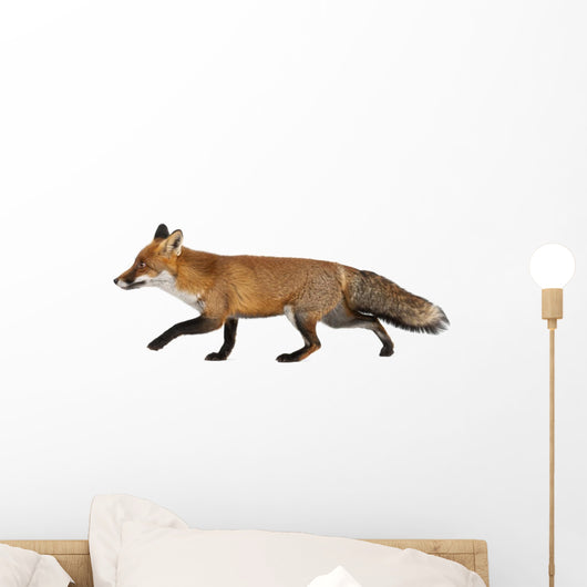 Red Fox Left Side Wall Decal