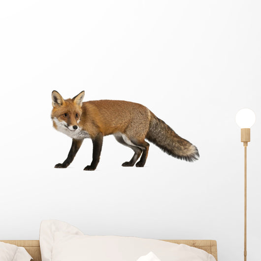 Red Fox Wall Decal
