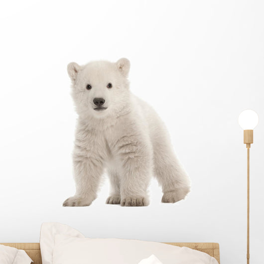 Polar bear cub, Ursus maritimus, 3 months old Wall Decal