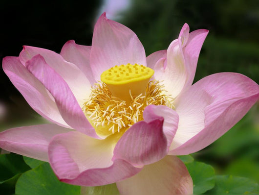 Lotus Blossom Wall Decal