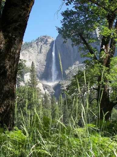 Yosemite Falls through Trees Wall Decal