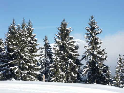 Winterwald Wall Decal