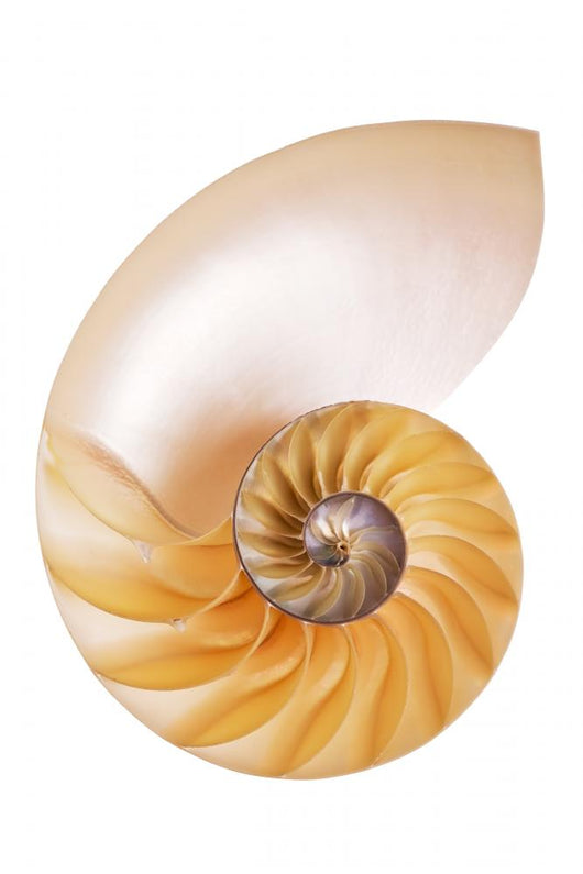 Split Cream Nautilus Wall Decal