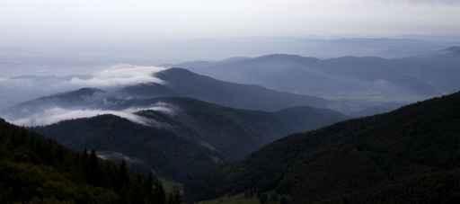 Schwarzwald im Nebel Wall Decal