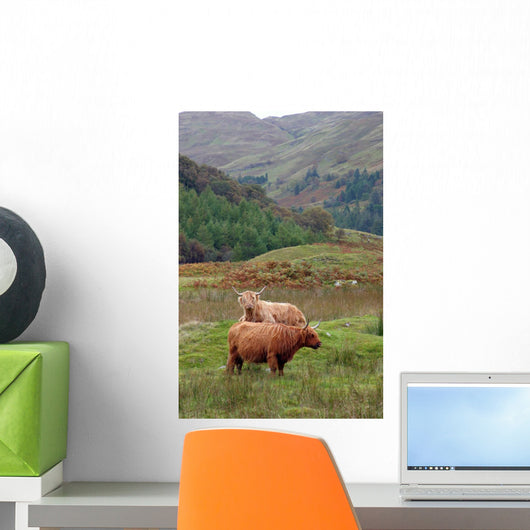 Highland Cattle Wall Decal