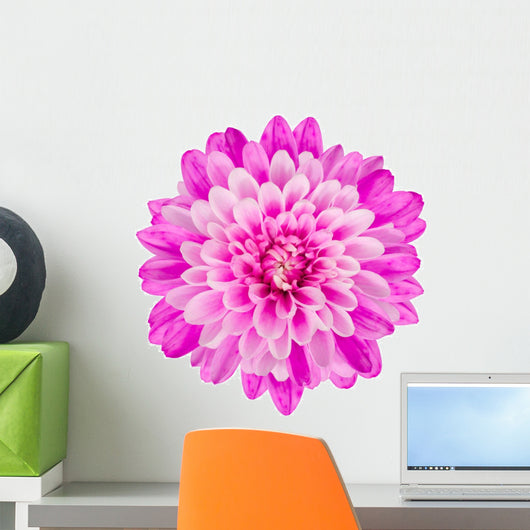Pink Chrysanthemum Flower White Wall Decal