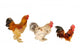 Thoroughbred Brown Cock Wall Decal