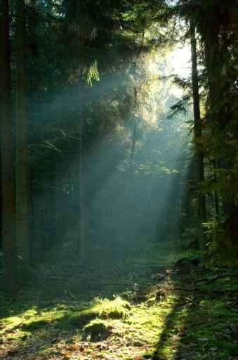 Misty Morning Coniferous Forest Wall Decal