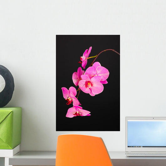 Beautiful Blooming Orchid Black Wall Decal