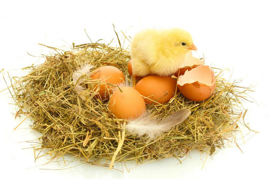 Baby Chick and Eggs Nest 1 Wall Decal