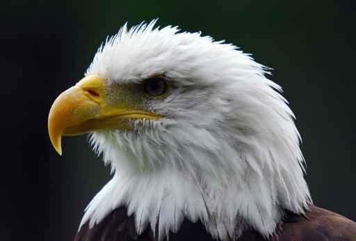 Bald Eagle Wall Decal