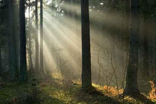Sunrise and Forest Wall Decal