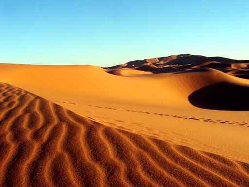 Dunes Wall Decal