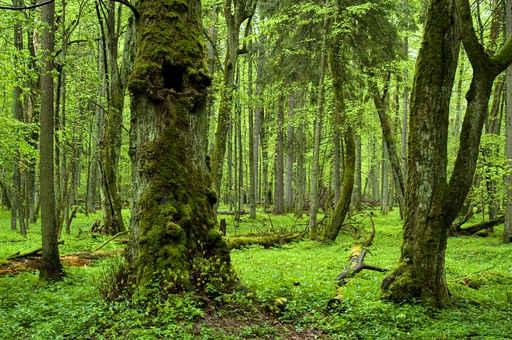 Old Natural Forest Wall Decal