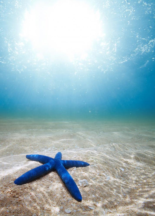 Starfish Deep Underwater Wall Decal