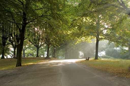 Alsterwanderweg Wall Decal