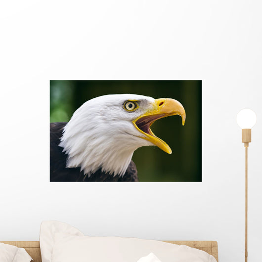 Bald Eagle Haliaeetus Leucocephalus Wall Decal