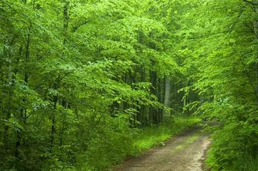 Forest Ground Road Wall Decal