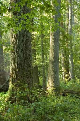 Old Natural Deciduous Forest Wall Decal
