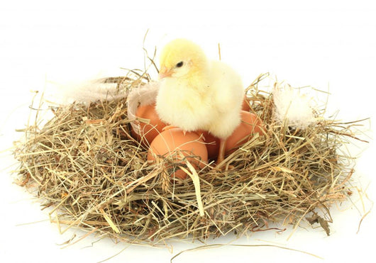 Beautiful Little Chicken Wall Decal
