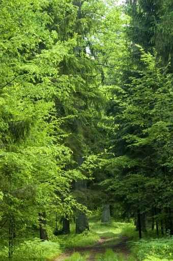 Forest Road Laeding into Wall Decal