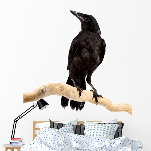 Bird Rook Wall Decal