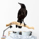 Bird Rook Wall Decal