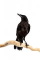 Bird Rook Wall Decal