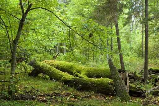 Broken Trees Summer Forest Wall Decal