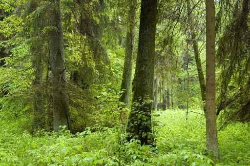 Old Natural Mixed Forest Wall Decal