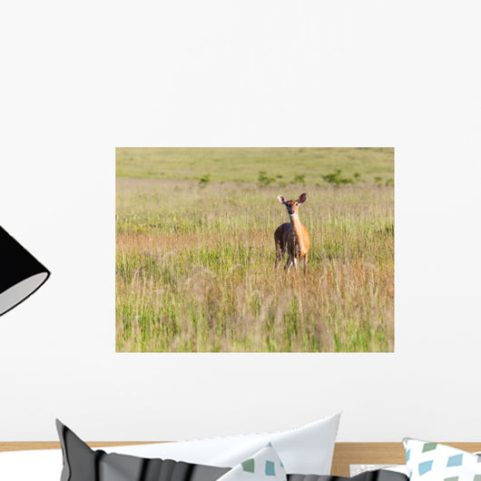 White Tailed Deer Feeds Wall Decal