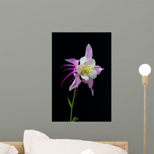 Flor Aquilegia Wall Decal