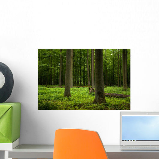 Oak Forest Wall Decal