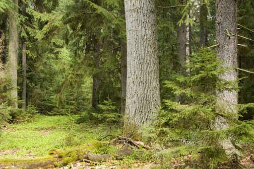 European Mixed Forest Wall Decal