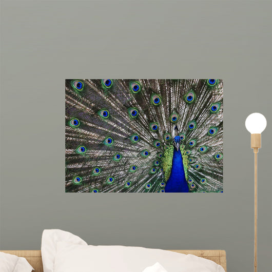 Peacock Wall Mural