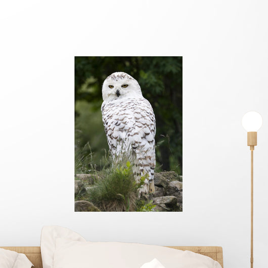Snowy Owl Wall Decal