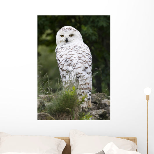 Snowy Owl Wall Decal