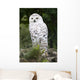 Snowy Owl Wall Decal