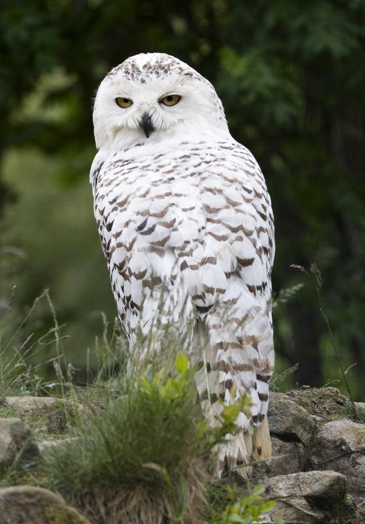 Snowy Owl Wall Decal