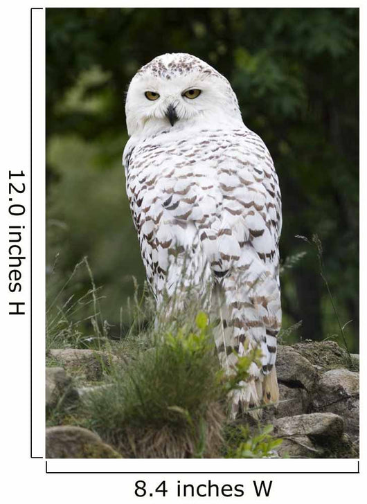 Snowy Owl Wall Decal