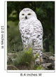 Snowy Owl Wall Decal