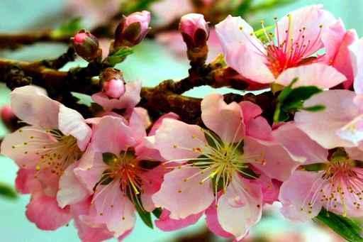 Peach Blossoms Wall Decal