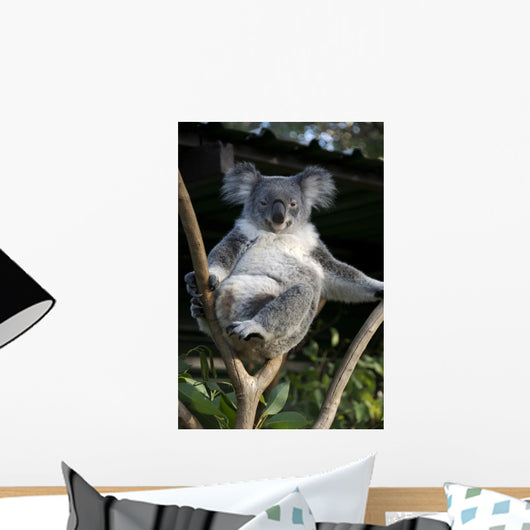 Koala in a Tree Wall Decal